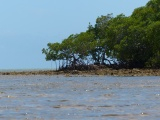 Approaching the Mangroves