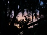 Spanish Moss Silhouette