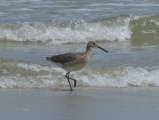 Brown Shorebird