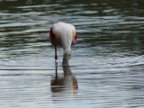 Spoonbill Nibbling