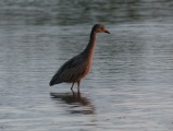 Alert Waterbird