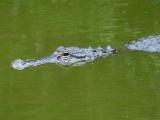 Watchful Alligator