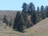 Valley with Trees