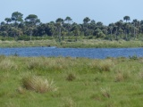 Springtime in Merritt Island