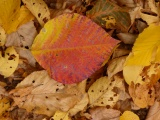 Autumn in Hemlock Gorge