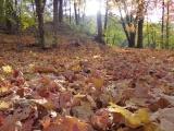 Carpet of Fallen Leaves