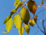 Sunlight through Yellow Leaves