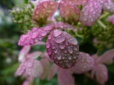 Raindrops in the Garden