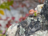 Leaf on the Rocks