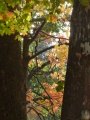Through the Autumn Trees