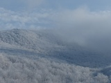 Trees in the Clouds