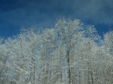 Winter Trees on I-89