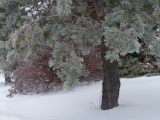 Colorful Winter Plants