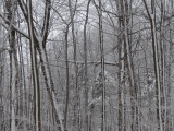 Snow-Striped Trees