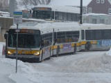 Flock of Busses