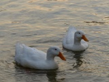 Ducks on Lake Carolyn