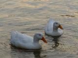 Ducks on Lake Carolyn