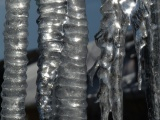 Forest of Icicles