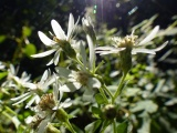 Amherst Flowers