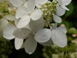 Garden Petals