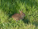 Somerville Rabbit