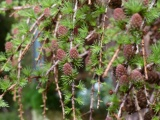 Weeping Larch