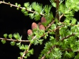 Larch Branches