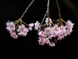 Weeping Cherry