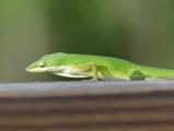 Watchful Anole