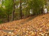 Stairway through Leaves