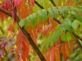 Red and Green Leaves