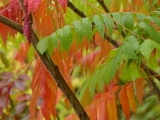 Red and Green Leaves