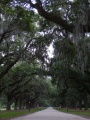 Drapery of Spanish Moss