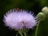 Stages of Flower