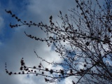 Flowing Spring Branches