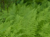 Flock of Ferns