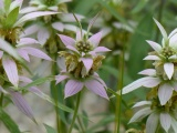 Dotted Horsemint