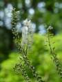 String of Buds and Flowers