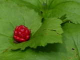 Goldenseal