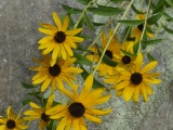 Black-Eyed Susans on a Rock