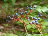 Berries on Red Stalks