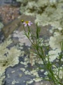 Flower and Lichens