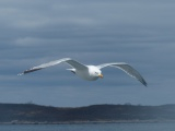 Seagull with Horizon