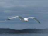 Seagull with Horizon