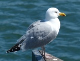 Fluffy Seagull