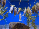 Chain Dogfish Egg Cases