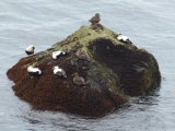 Ducks on a Rock