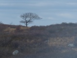 Windswept Tree