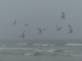 Birds in the Mist