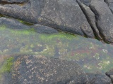 Rockport Tidal Pool